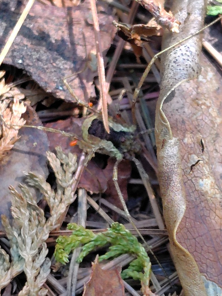 守關山南峰 守關山 守城大山_2919103