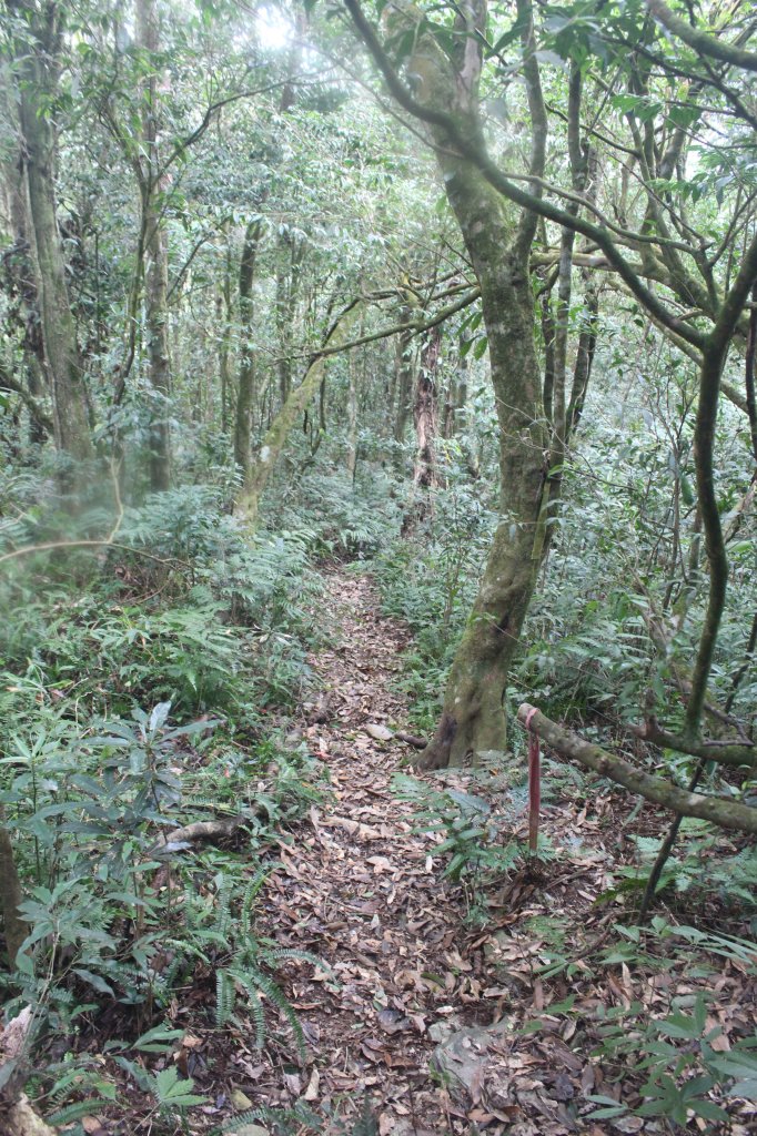 20240212屏東鱈葉根山-日湯真山縱走_2431739