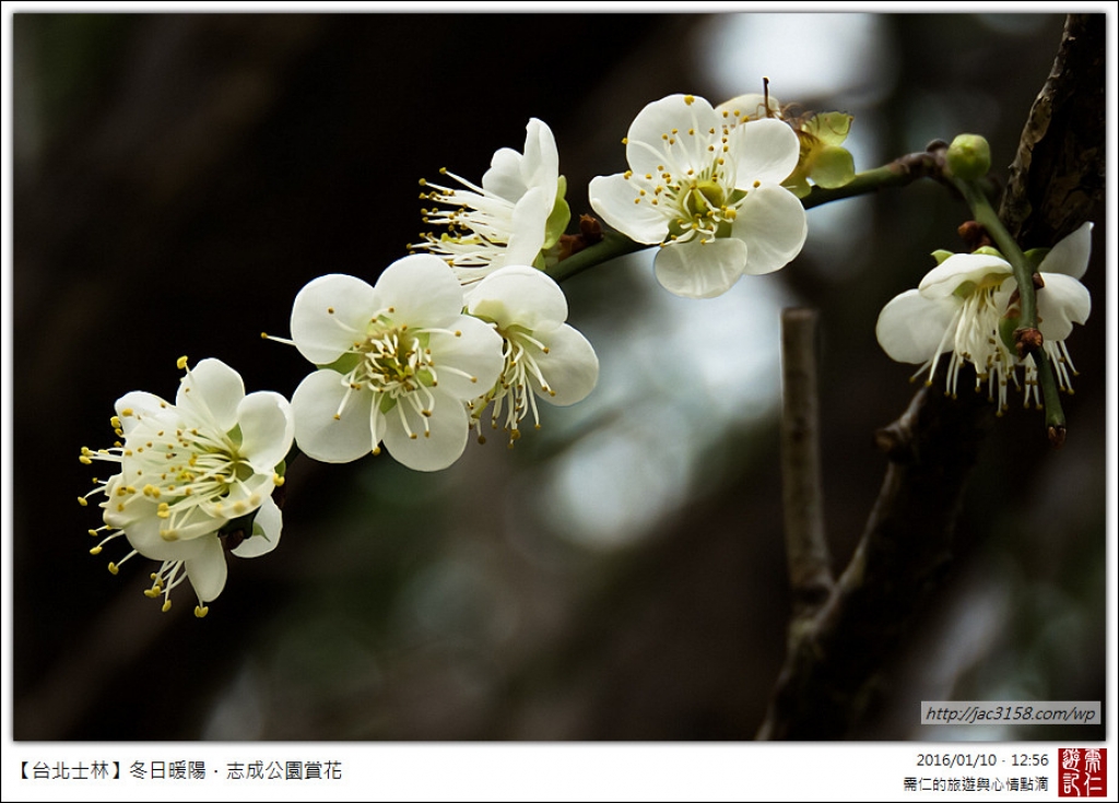 【台北士林】冬日暖陽．志成公園賞花_27063