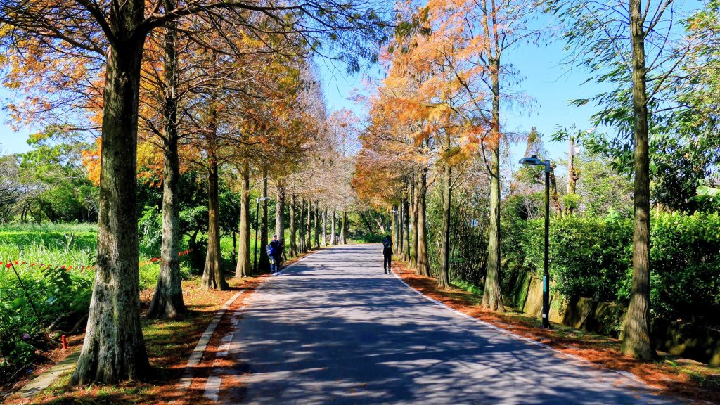 落羽松大道,龍潭大池_2976186