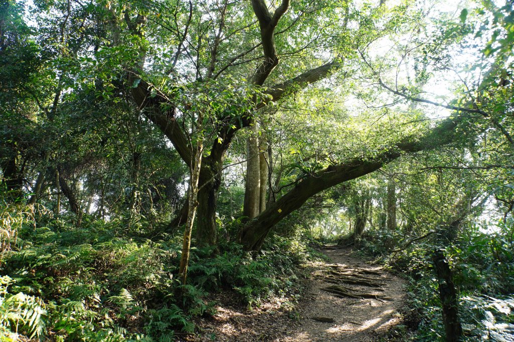 桃園 大溪 新溪洲山、溪洲山、林嵩壽山、內湳溝山、頭寮山_3006219