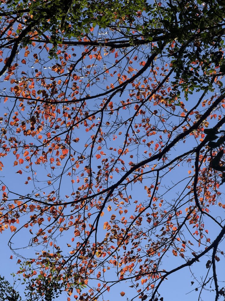 1141215大塔山步道_2996117