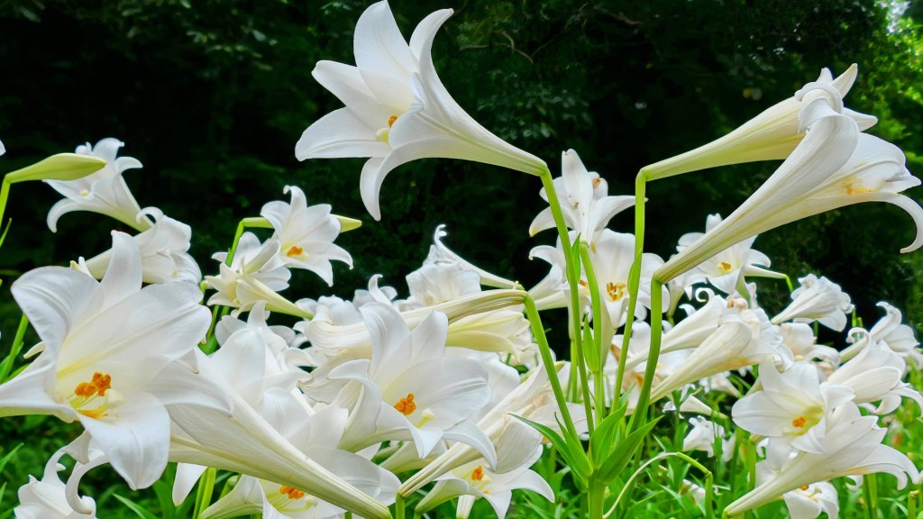 白石湖沒有百合花。晶片關稅_2781537