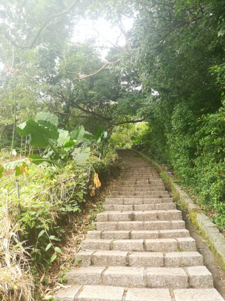 登天母古道上華崗賞櫻花_868997