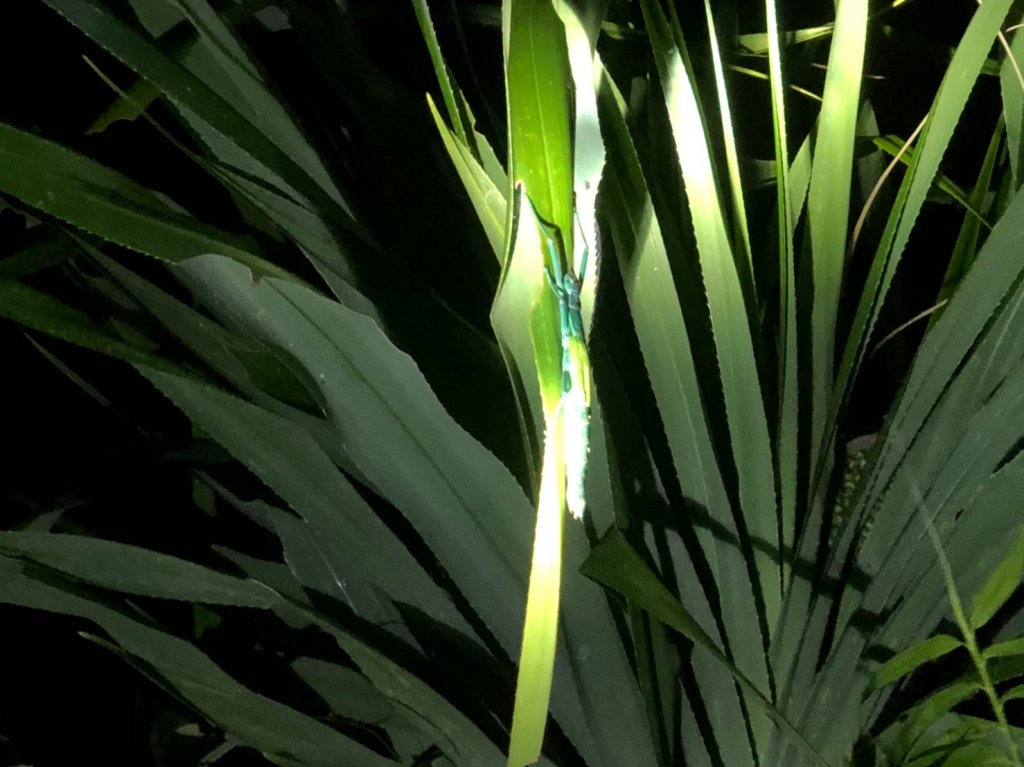 過山古道.阿眉山.觀海步道【上山下海玩遍_655377