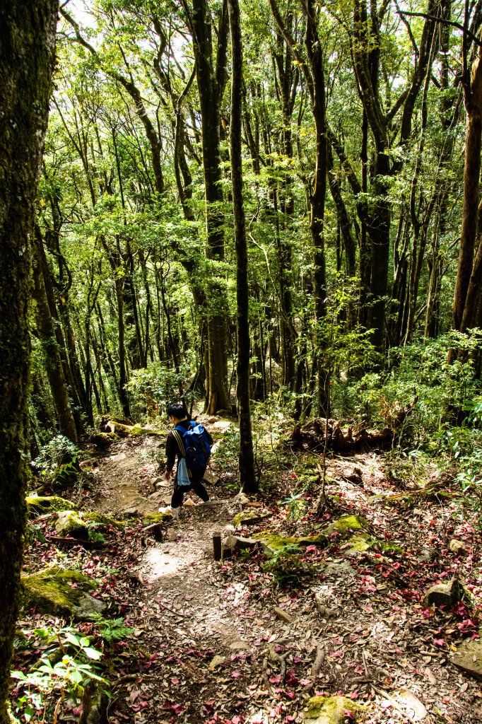 稍來山楓葉林_2960871