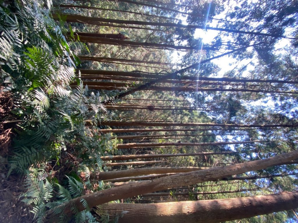 新竹尖石-高島縱走_2612682