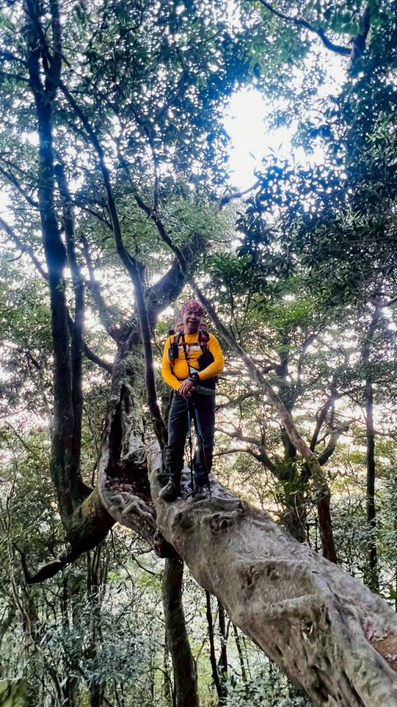 🌈3/15（日）北得拉曼神木+內鳥嘴山✨FB：熊熊趴爬走🌈_3016818