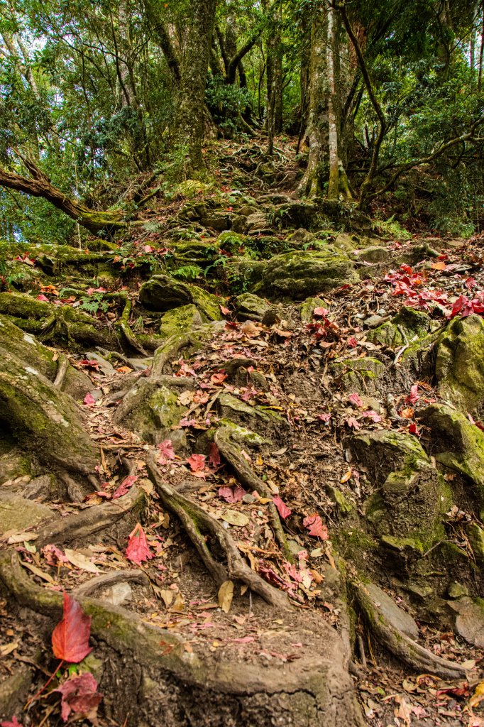 稍來山楓葉林_2960881