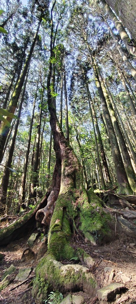 2025/04/04_加里山登山步道_2755031