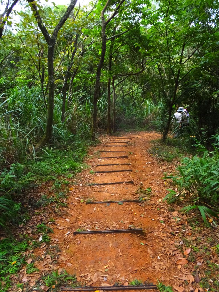 林口森林步道_359997