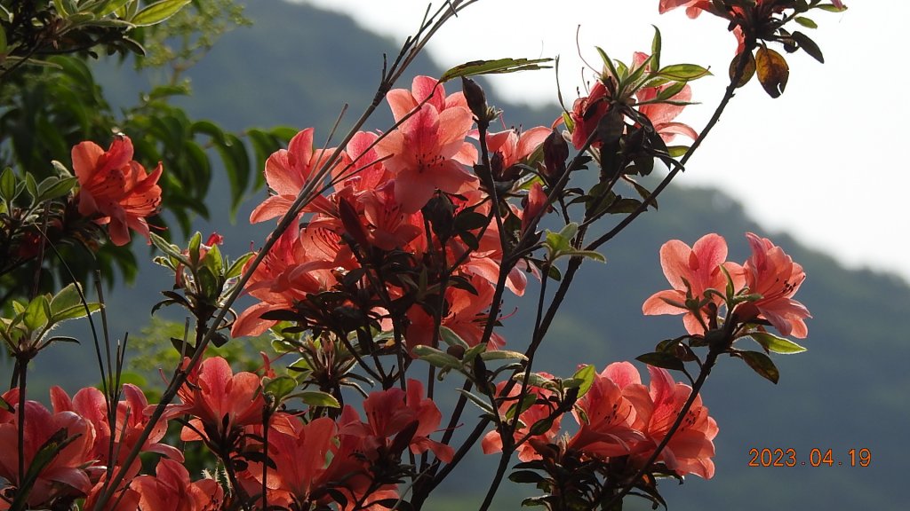 邂逅江湖傳說已久鐘萼木(據說冰河孓遺植物)，再見差強人意的月光/日出雲海_2120390