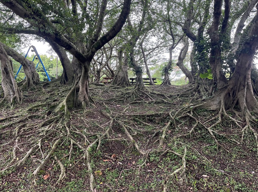 [臺北健康大穀東-24/34] 2023_1021 南港公園_2332570