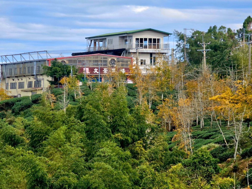 大崙山銀杏森林_2966111