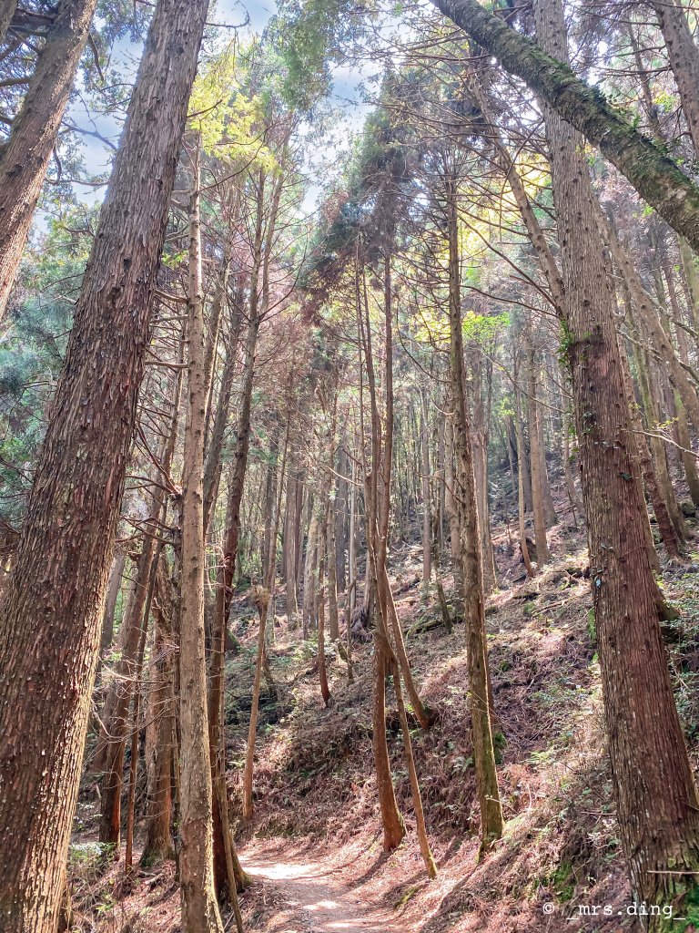 ＜新竹>觀霧檜山巨木群步道(雪霸國_924574