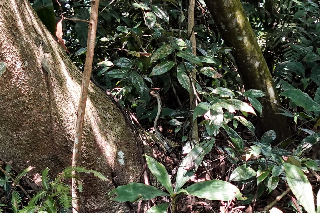 溪洲山小百岳｜福山巖登山步道_2898908