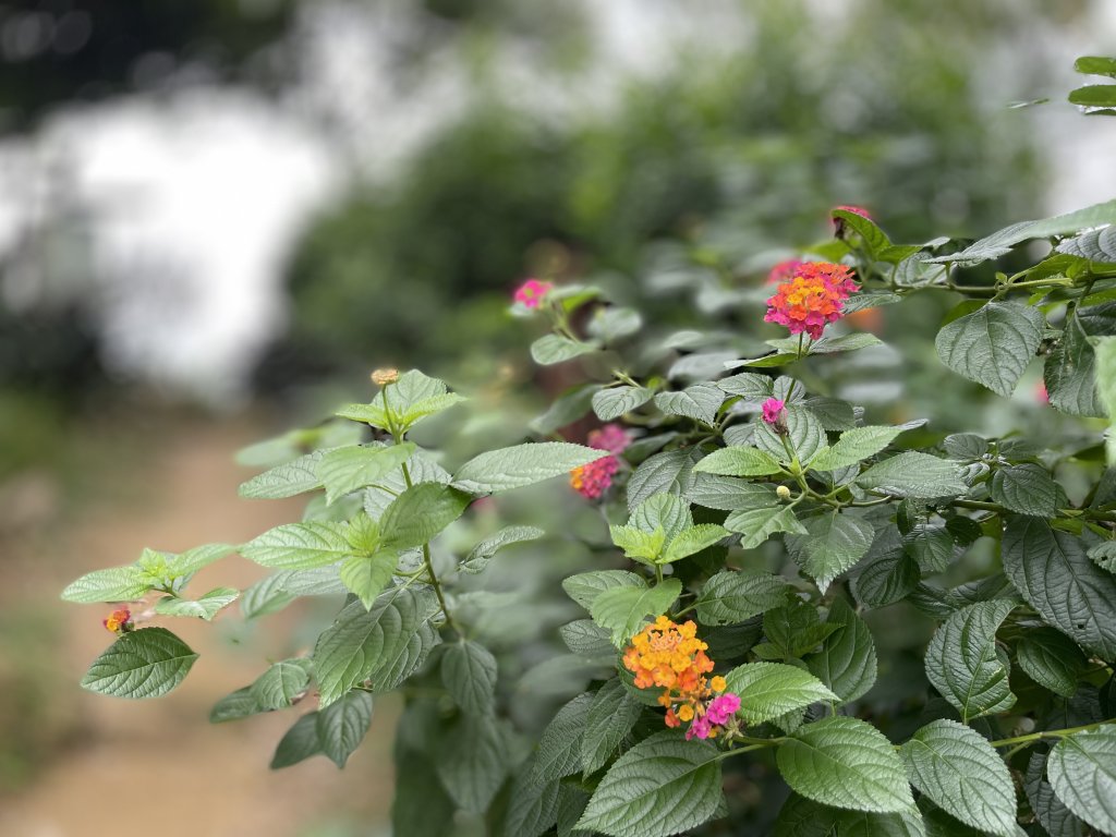 福德坑山（鳶山）小百岳>>上帝畫布鳶山彩壁_1754168