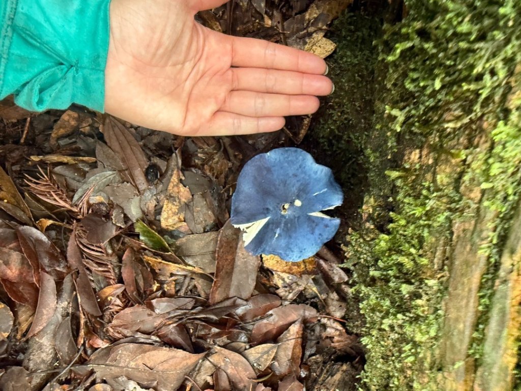 20250607 春谷養鱒場所上加里山 出大坪_2805211