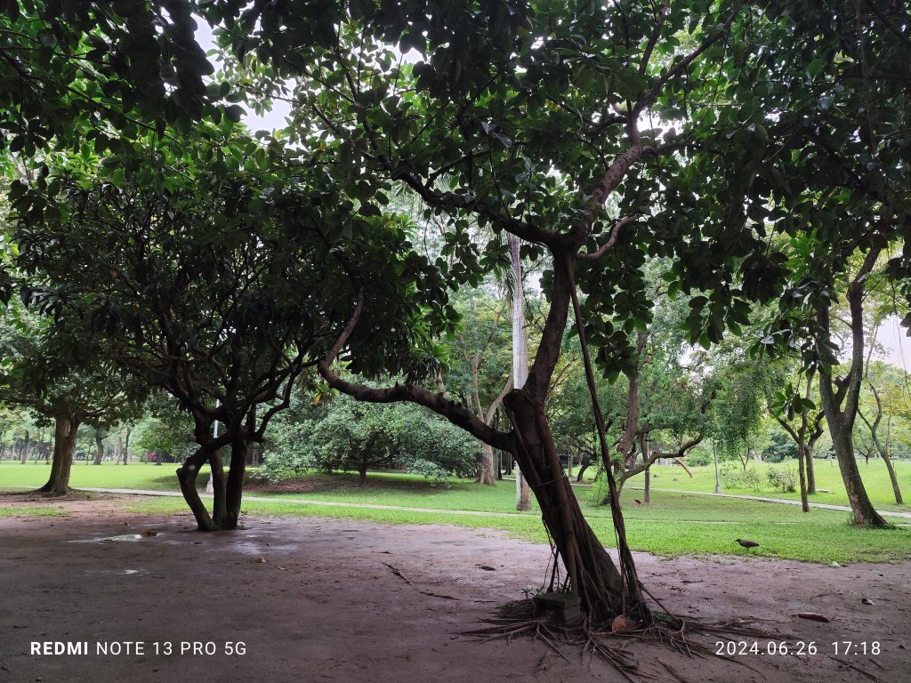 大安森林公園【走路趣尋寶】【臺北健走趣】_2536305