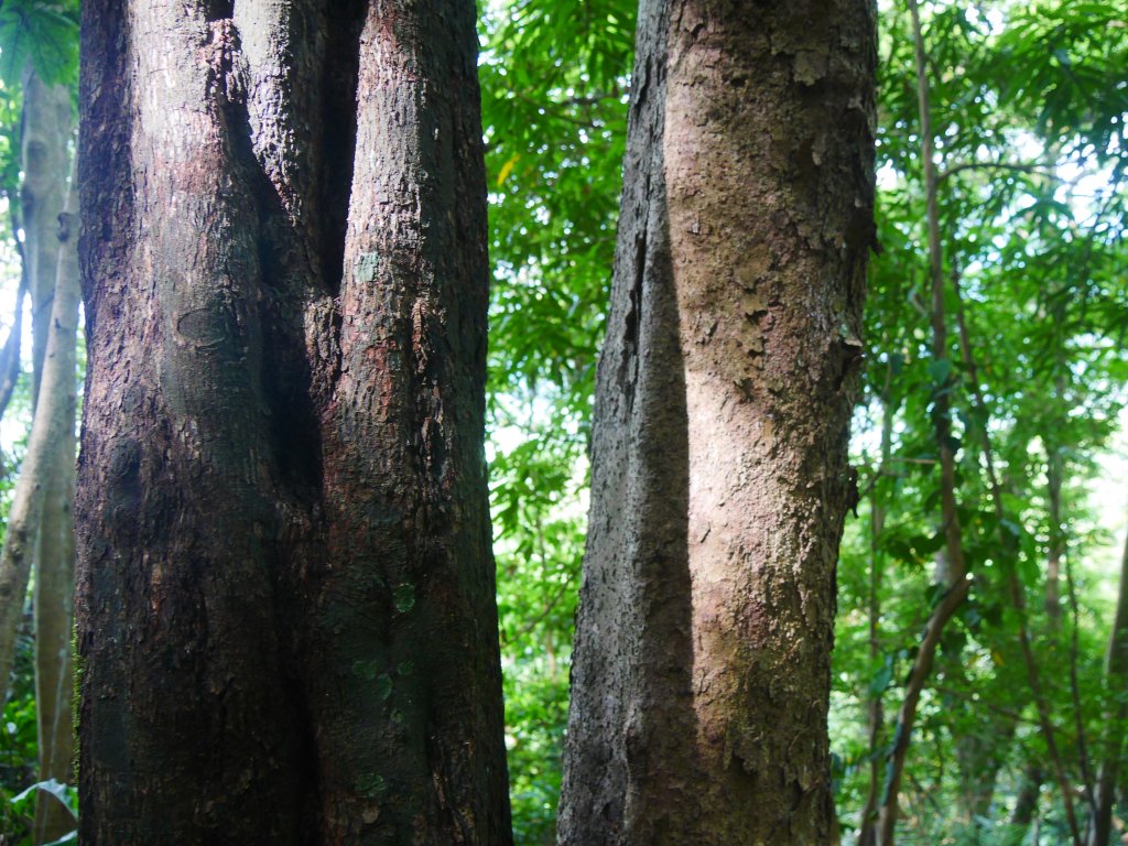五指山橫向步道_1029468
