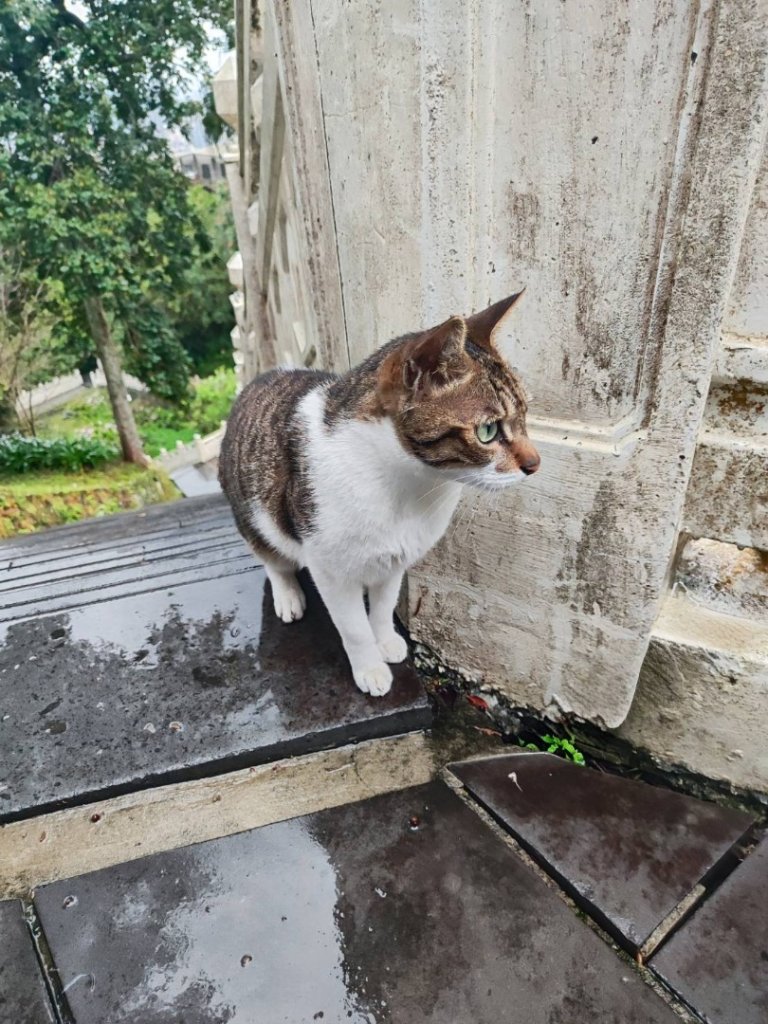 2026台北大縱走封面圖