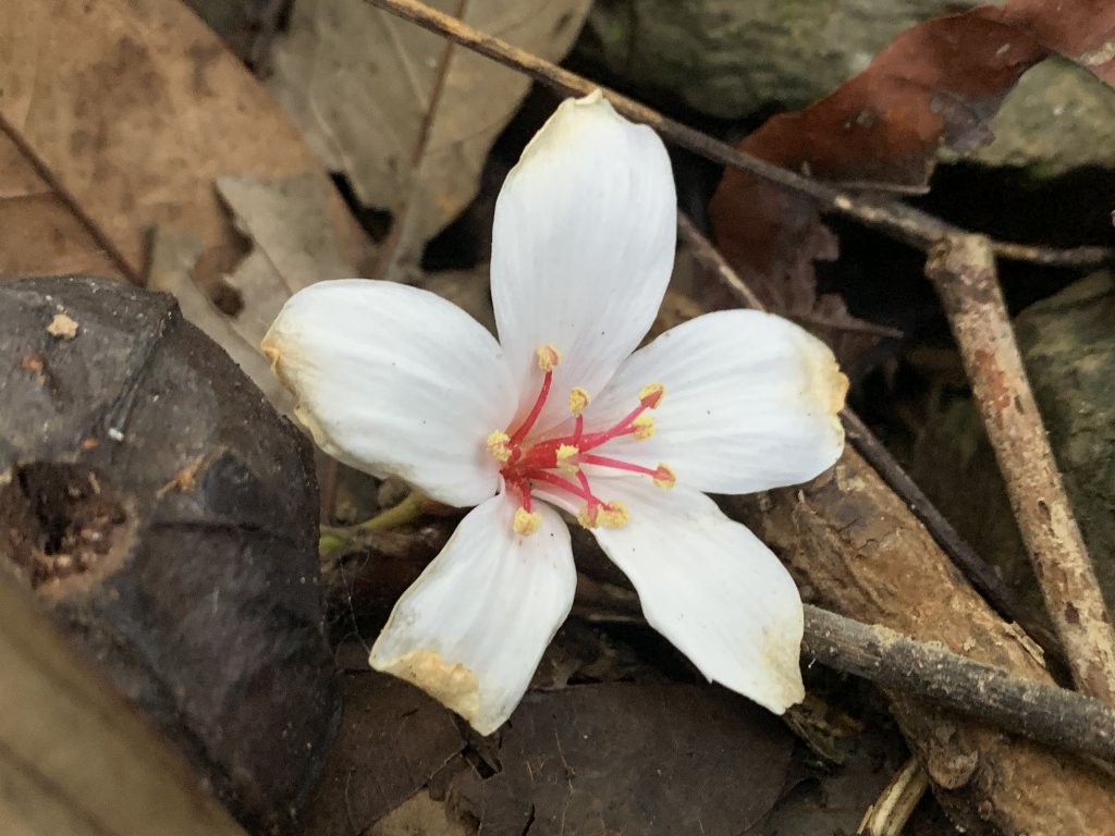 20251010高雄尾寮山-西北峰_2913644