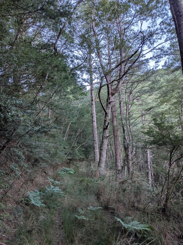 結界縱走三日(結城山、境界山、檜山)_2920878