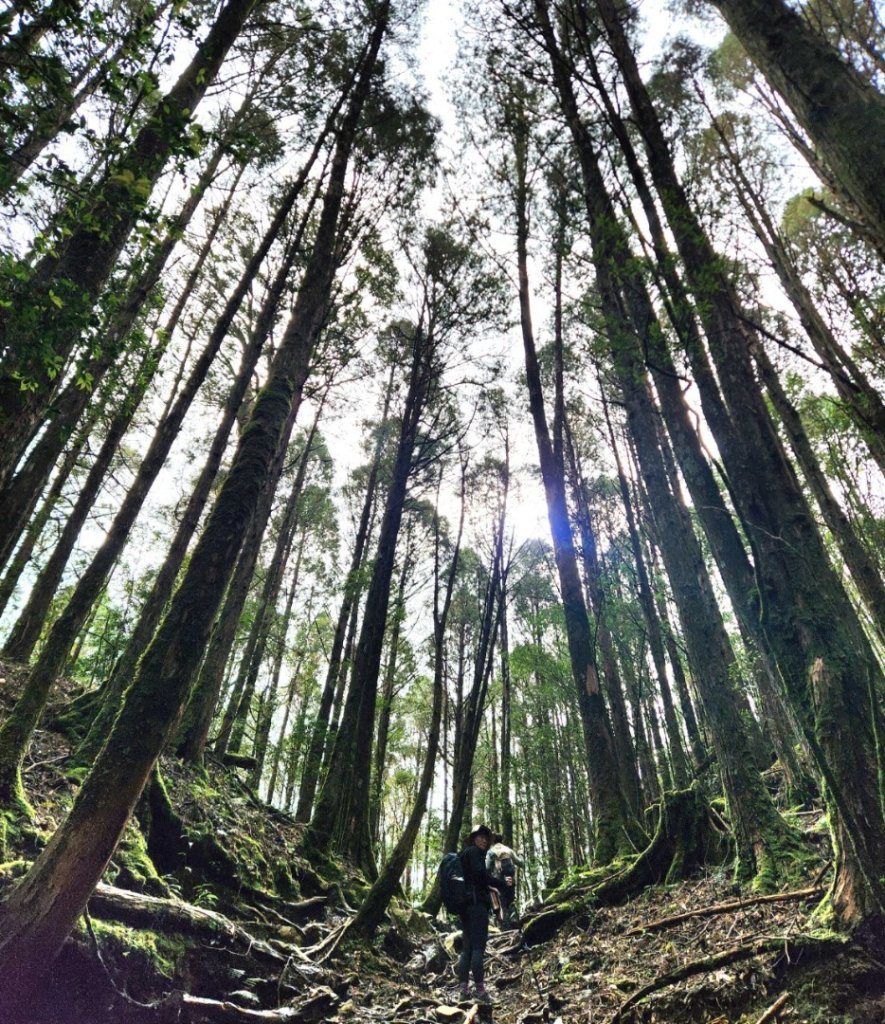 【中級山】谷關七雄八仙山_2745050