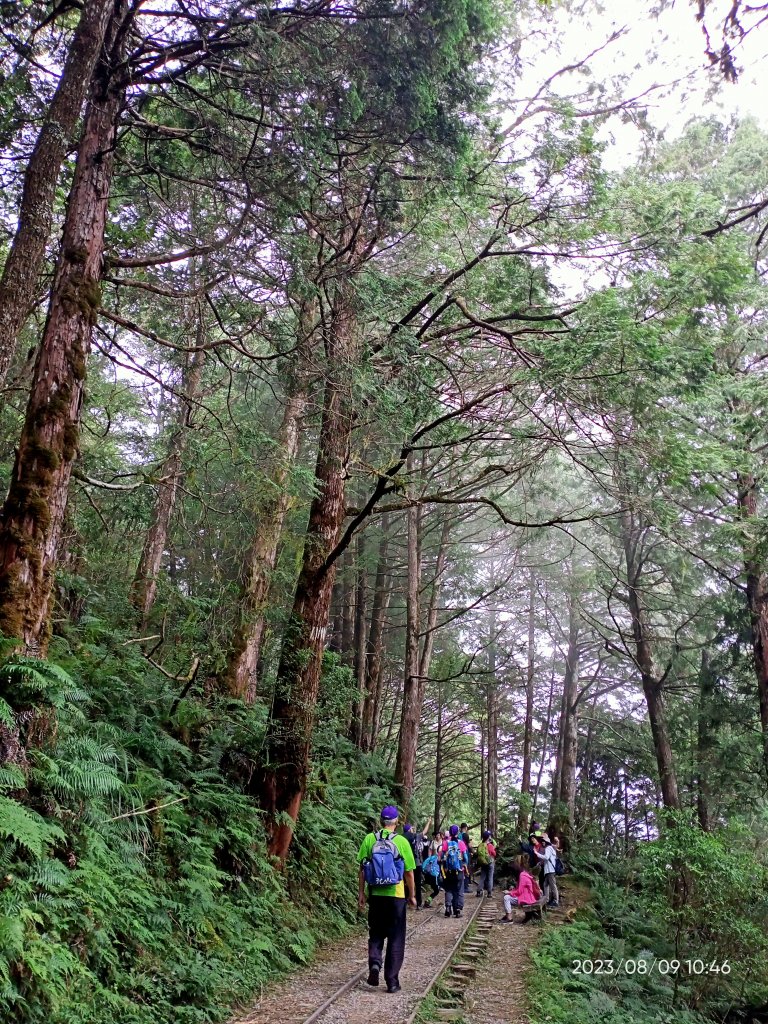 宜蘭太平山國家森林遊樂區 - 見晴懷古步道、檜木原始林步道（2-1 至蹦蹦車站）【台灣百大必訪步道】_2245141