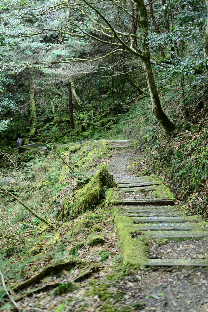 大雪山國家森林遊樂區_1328294