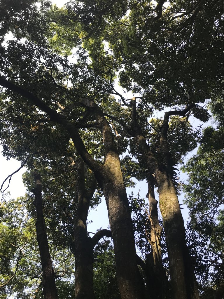 快來享受森林浴~東滿步道來回_1336635