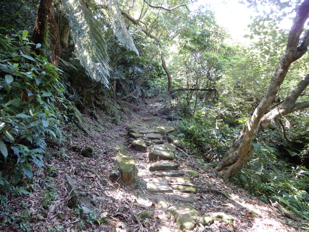 五指山古道+新山夢湖步道O型_381695