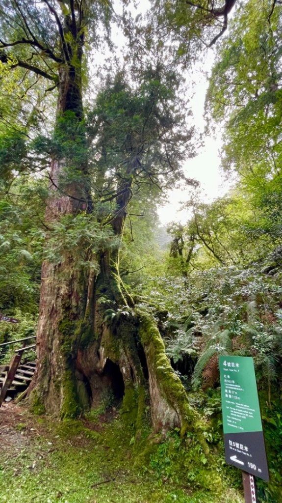 搭公車來去拉拉山神木群享受森林浴一日遊_2333693