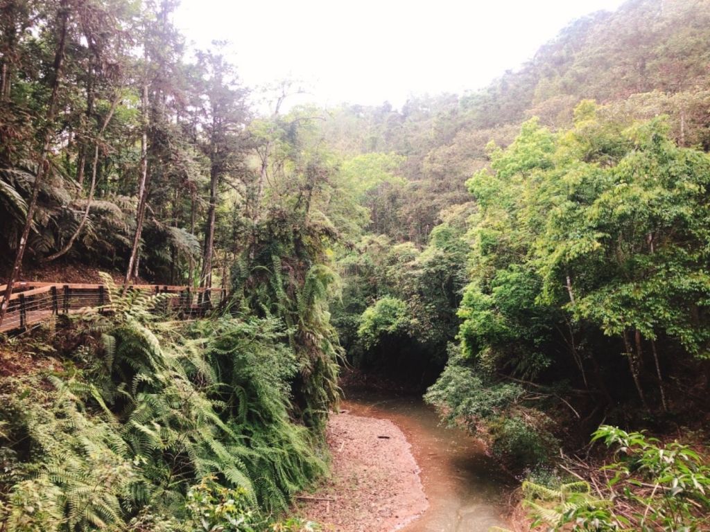 頭社水庫生態步道_317050