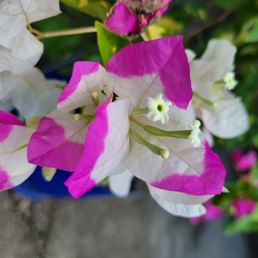 2022.07.07 五股八里-尖山鷹仔尖_1756398