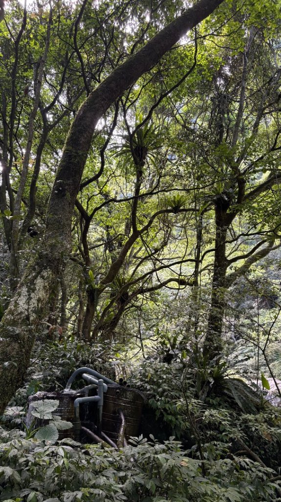 戲水（鴛鴦_2786673