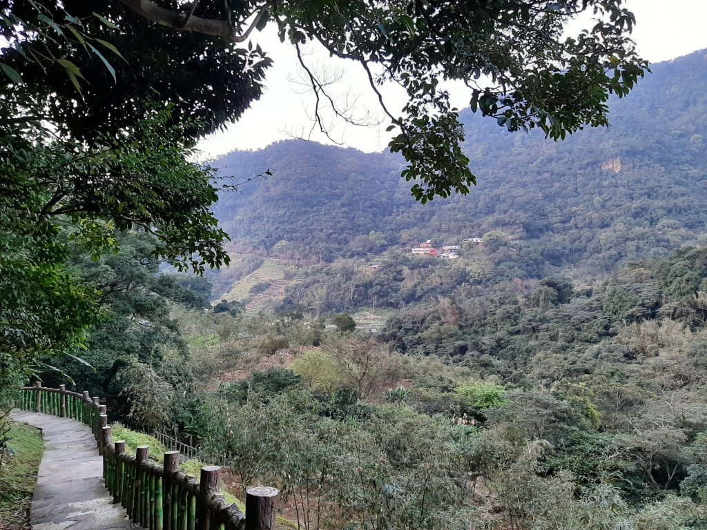 臺北大縱走7：家鄉的茶園開滿花 閃閃的淚光魯冰花_822142