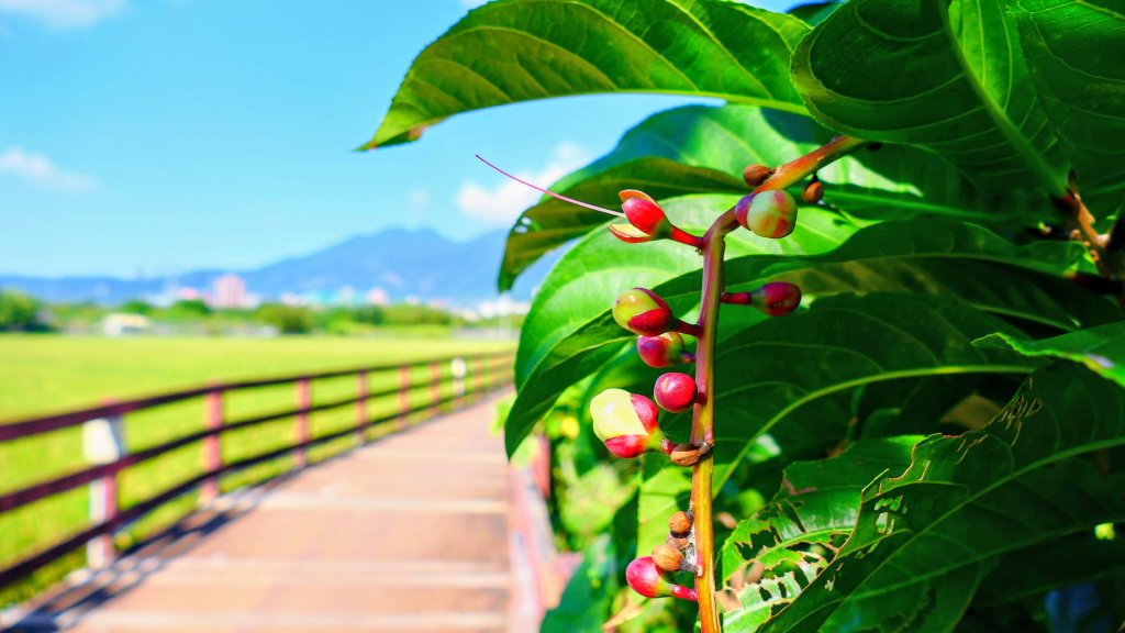 五分港溪封面圖