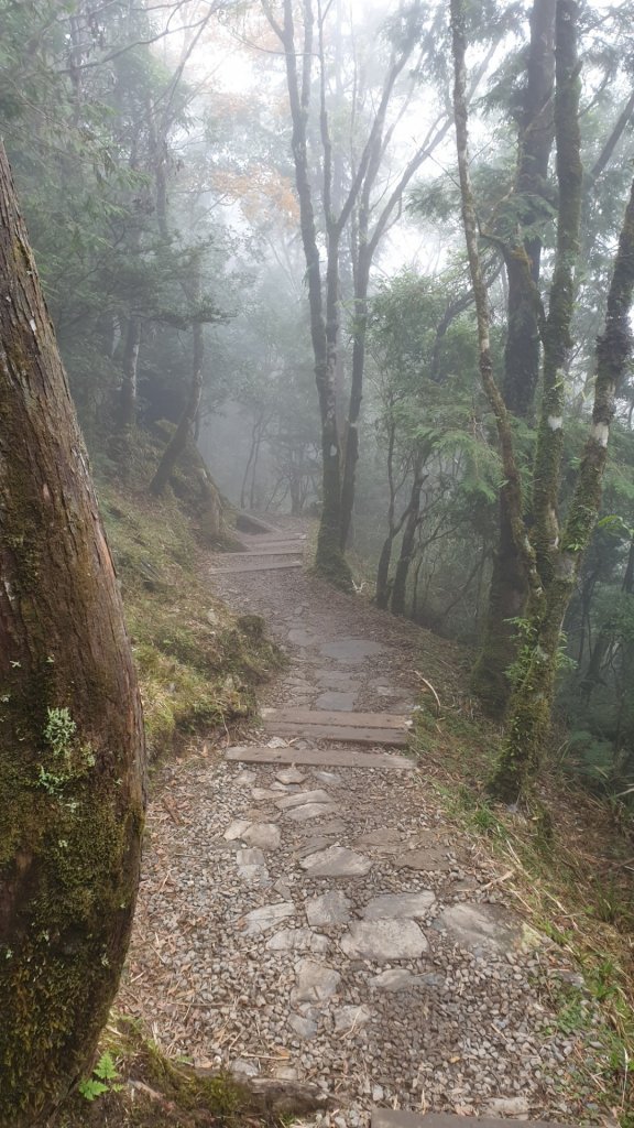 太平山山毛櫸步道_716086