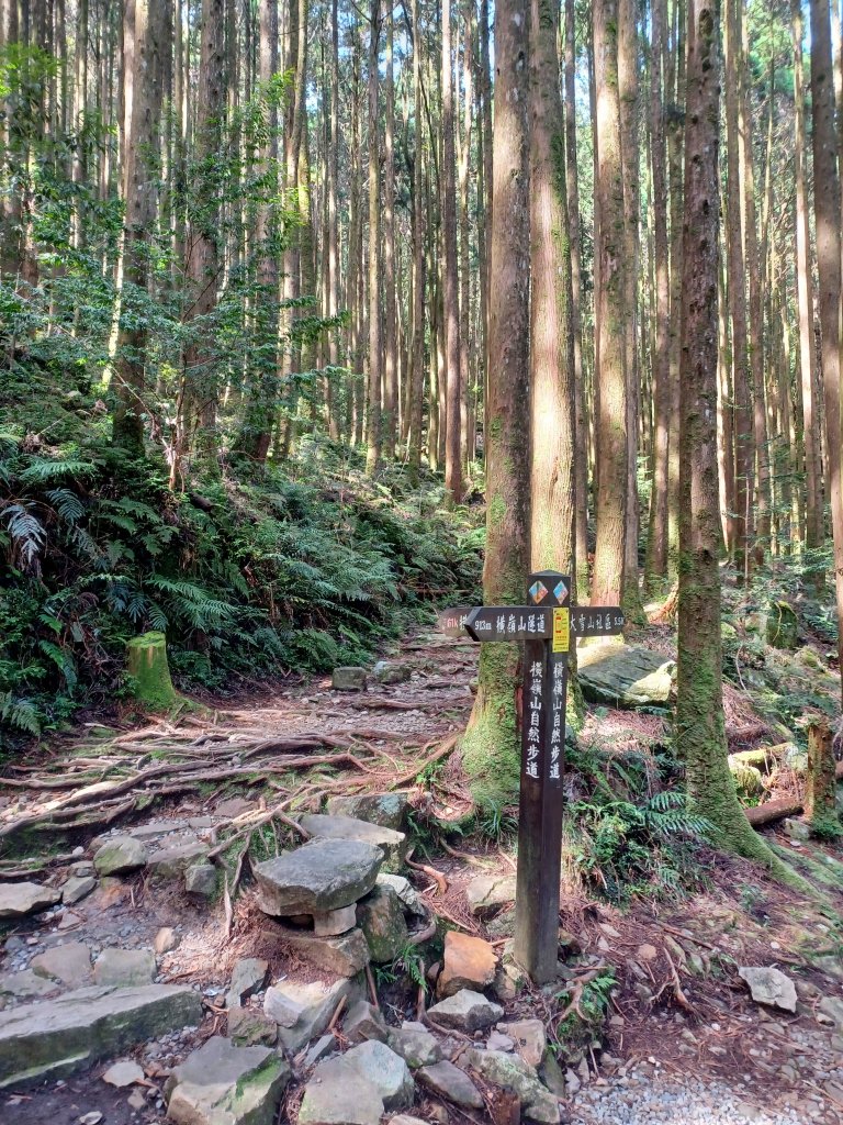 【台中和平】筆直的杉林.林相優美。 橫嶺山x沙連山P型_2869021