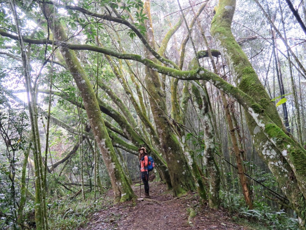 獵人古道 望美山 暸望台 雙龍瀑布二日遊_1230629