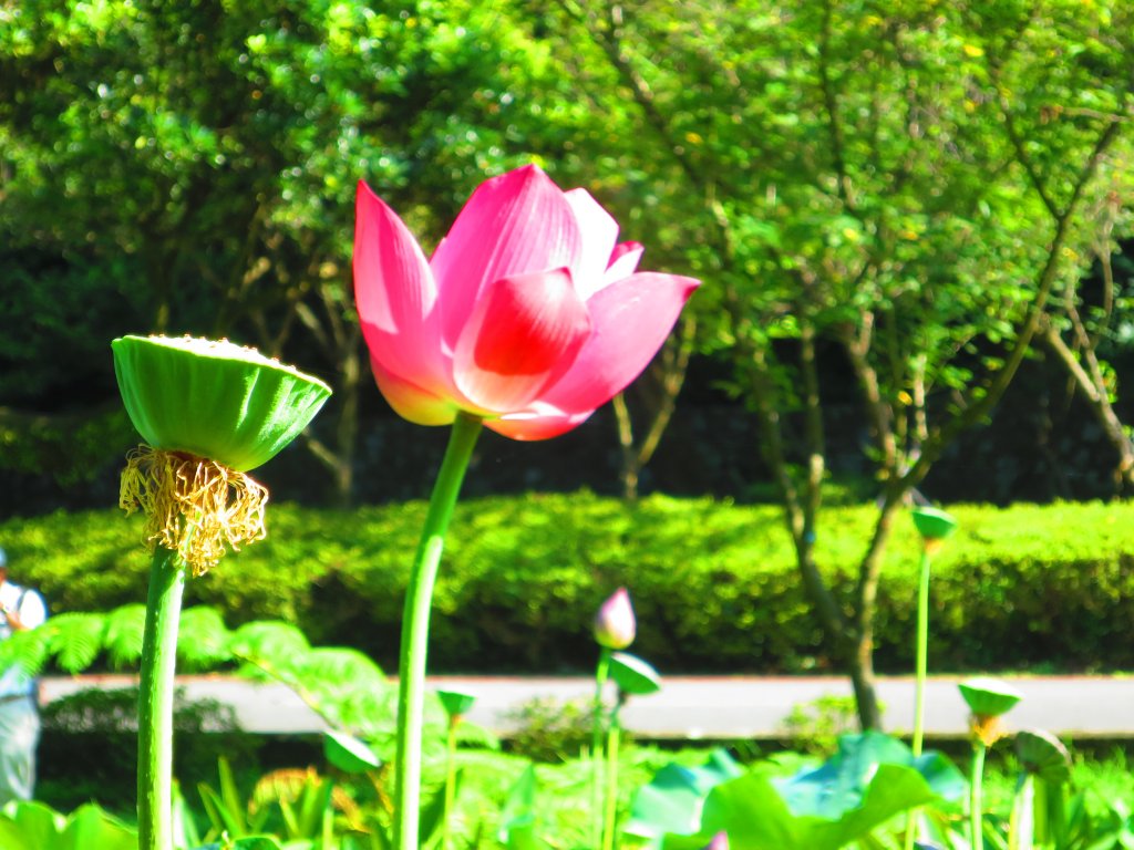 草山竹林美景療癒小徑：橫嶺古道_1045540