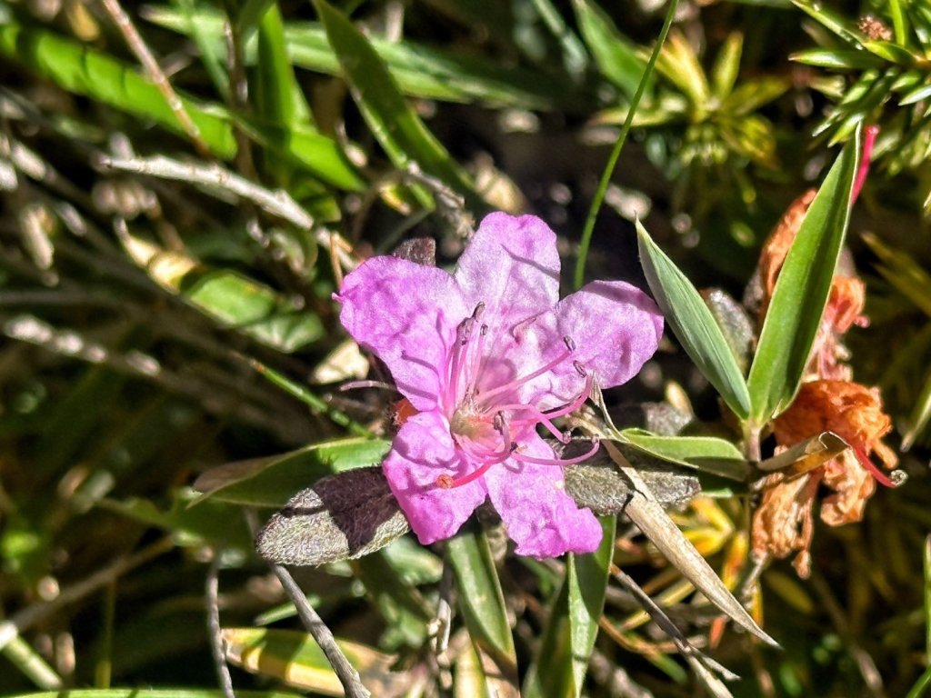 合歡北峰 盛夏之美_2544912