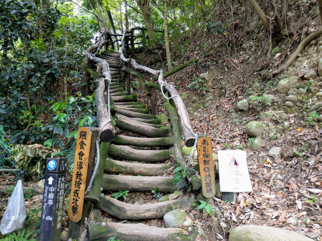 頭嵙山(小百岳#41)大坑4,5,1步道_1003669