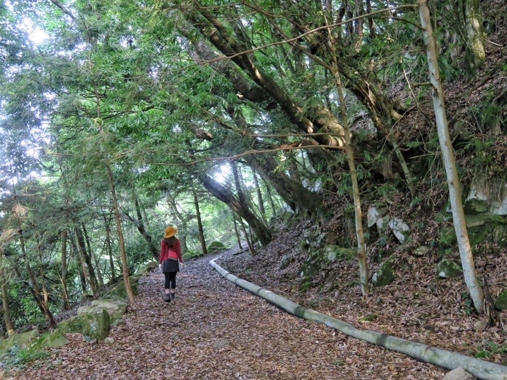 石山引水道 鹿林前山瀑布 鹿林神木_1741112