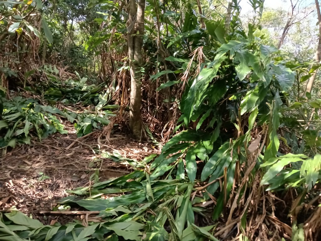 雙溪區聖南寺朝山古道+大竹林山(未果)_2963610