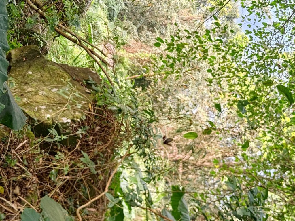 植物照片雞籠山九龍山大凍山_2395826