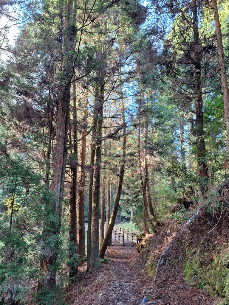 觀霧之榛山O型20241123_2653886