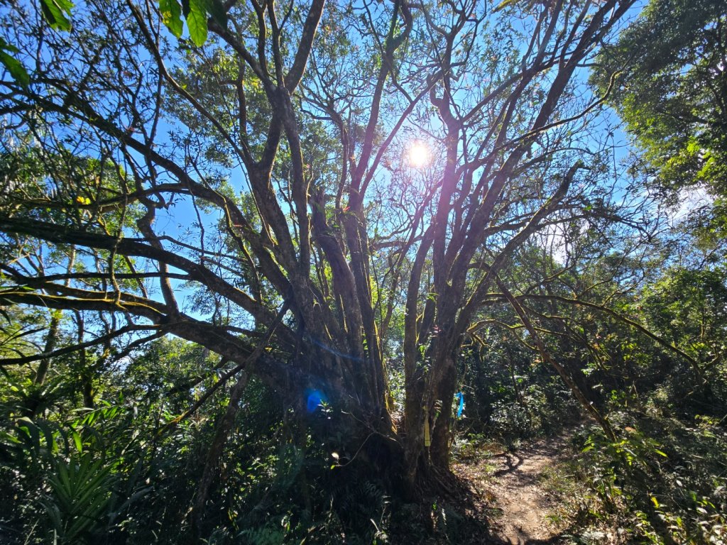 九龍山連走大凍山封面圖