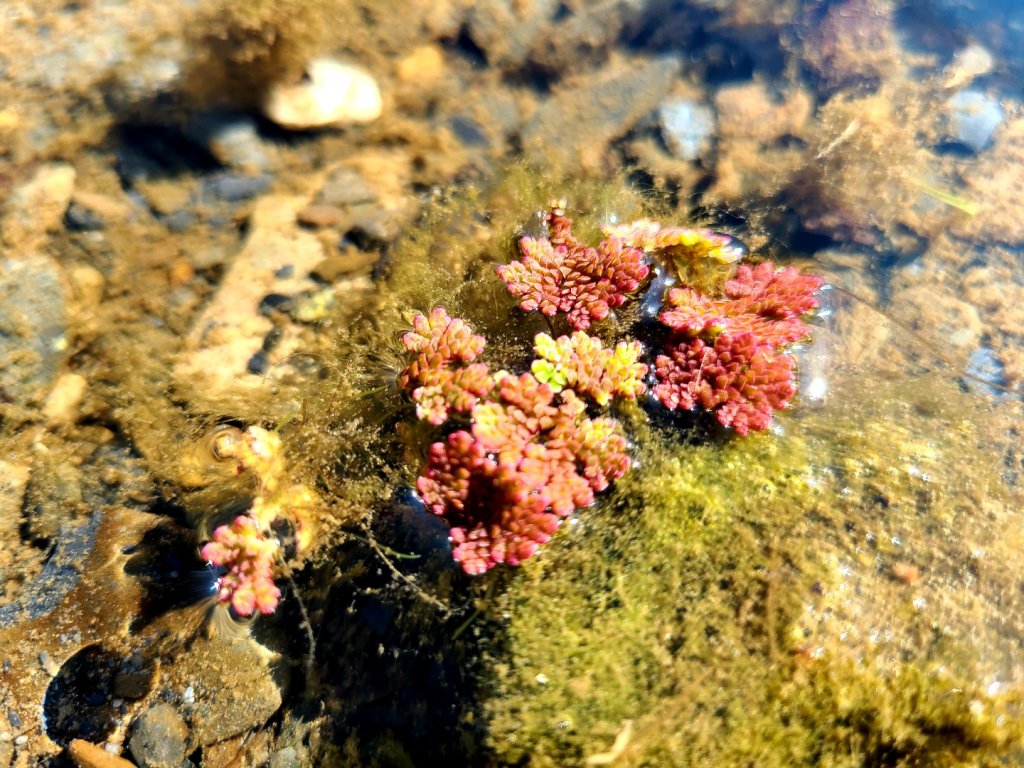 輕裝上西關刀山北峰順遊武界部落_1260495